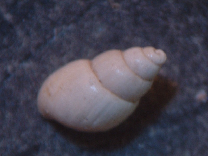 pyramidellidae plioceniche